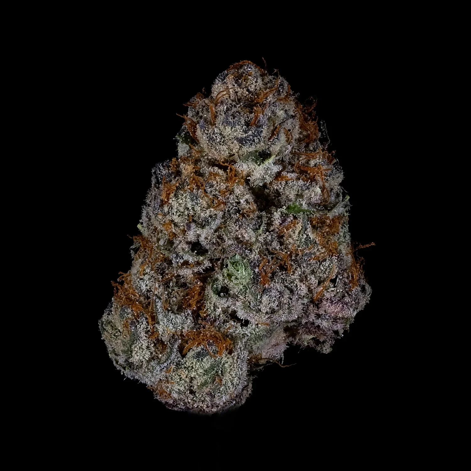 Exotikz portfolio photograph