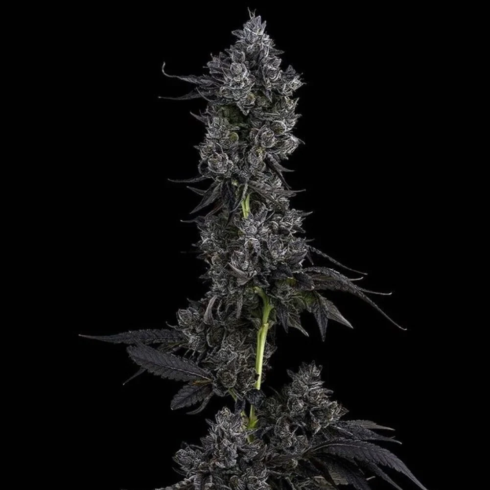 White Runtz packaging photograph